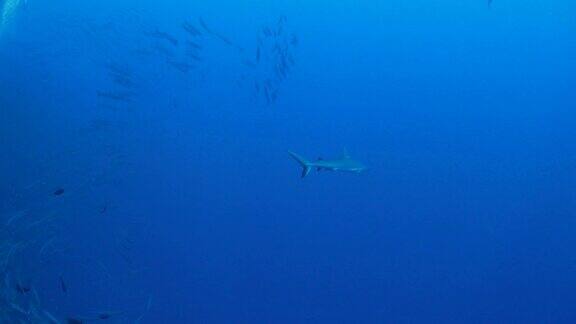 灰色礁鲨追踪梭鱼