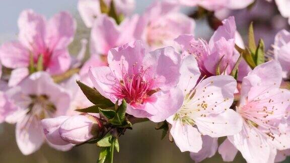摇曳的粉红梅花在韩国叫梅李