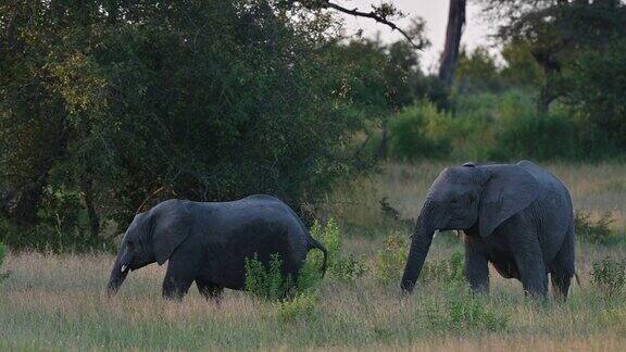 日落时分母象和小象一起散步