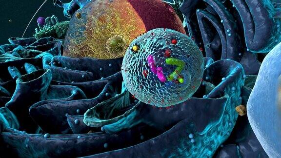 真核生物或真核细胞内的细胞器聚焦于溶酶体细胞的组成部分-三维插图