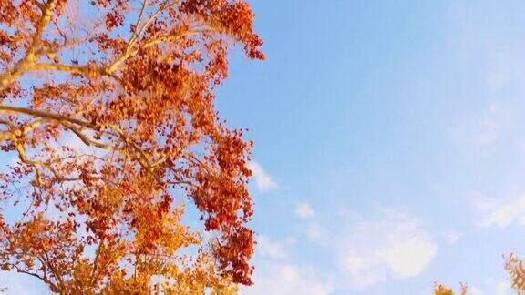 走过秋色斑斓的树木