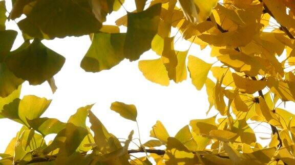 摘要背景黄色的银杏叶在风中飘扬