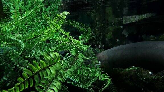 在清澈的水中一条大型电鳗紧挨着人工植物