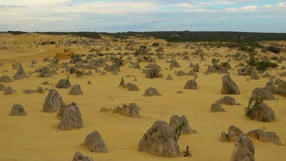 尖峰沙漠日出在澳大利亚珀斯