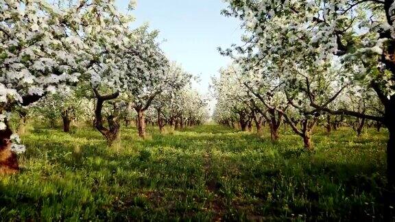 盛开的苹果园