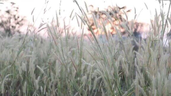 阳光下的羽毛草