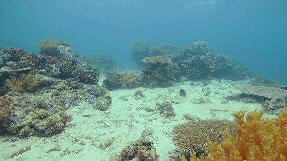 色彩斑斓的热带鱼游过海底的珊瑚礁水下观看海洋世界同时水肺潜水和浮潜水下海洋世界珍奇鱼类和珊瑚礁