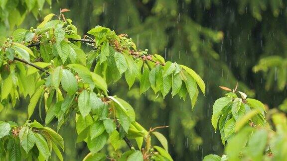 雨水落在绿色植物的叶子上平静放松的冥想和平的背景大雨中雨滴从绿叶滴下雨天与大自然中的雨水