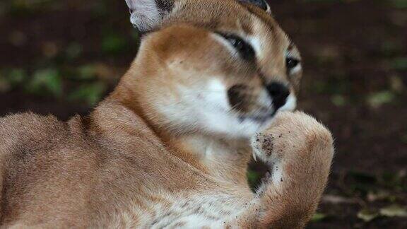 在南非舔爪子的野猫-生活在自然界的动物概念-特写镜头