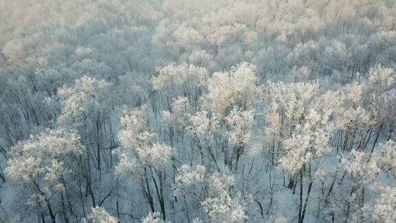 鸟瞰图的冬季森林与雪和霜