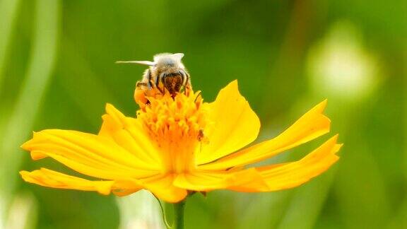 蜜蜂保存黄色宇宙花的花粉