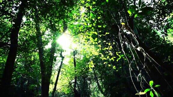 视频多莉情绪太阳看着透过树木和树叶