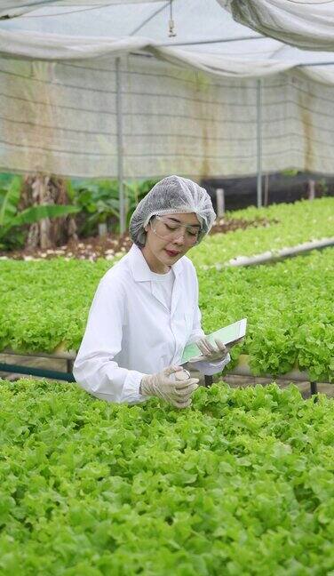 亚洲女性科学家们利用设备和数码平板电脑在温室实验中对水培有机蔬菜实验的质量和数量进行检查
