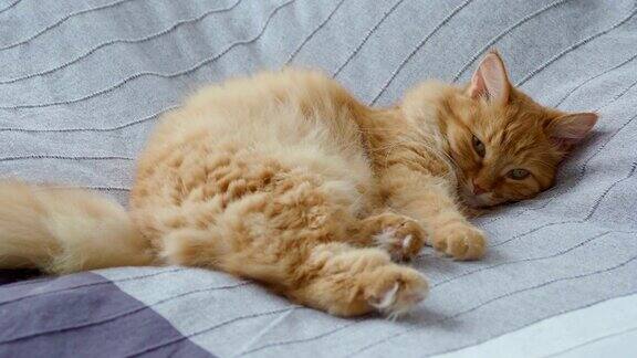 可爱的姜黄色小猫躺在床上的灰色毯子上毛茸茸的宠物要睡觉了舒适的家庭背景
