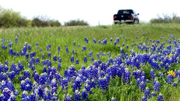 来自德克萨斯州奥斯汀的Bluebonnets