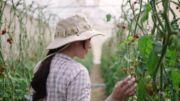 年轻的亚洲妇女农民检查西红柿生产在温室