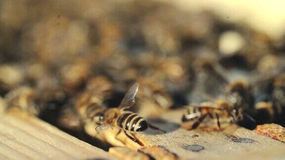 近距离观察夏天在蜂巢上工作的蜜蜂