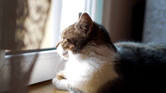 猫咪往窗外看的慢镜头是4k