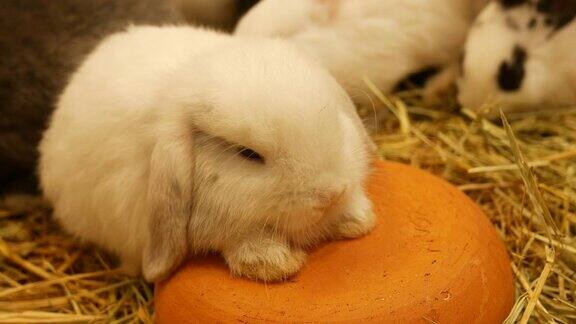 白兔困