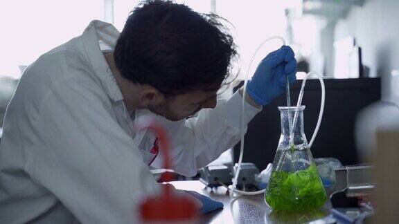 生物技术科学家或农学家在实验室用水藻检查鼓泡瓶