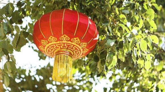 树叶下的中国红灯笼