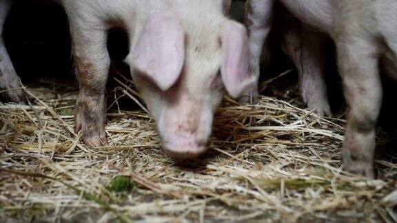 小猪在农场里谷仓里有很多小猪