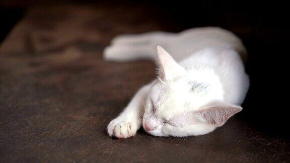 瞌睡的白猫正在打盹