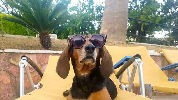 酷酷的狗狗戴着太阳镜坐在躺椅上倚靠在游泳池里放松一个美丽可爱的夏日时刻