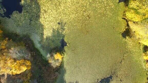 航拍:阳光明媚的野生动物的杂草丛生的池塘