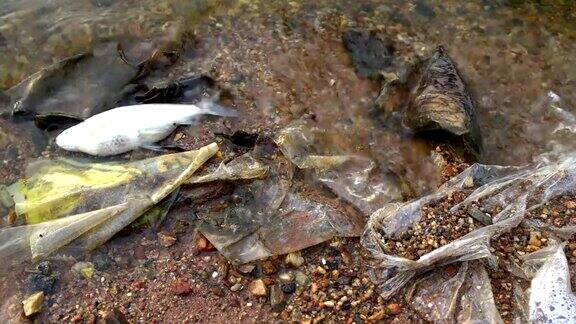 污水中的死鱼