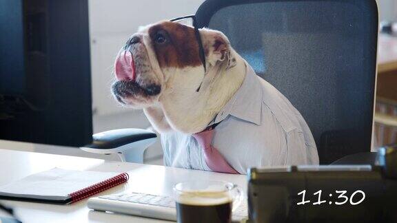蒙太奇的狗在办公室工作的一天
