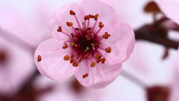 粉红色的樱花盛开4K