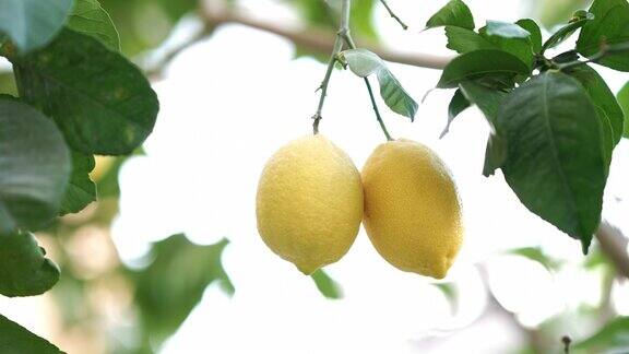 4K树枝上有两个成熟的黄色柠檬