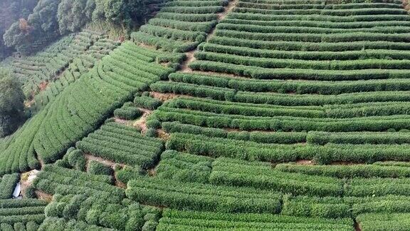 航拍绿茶种植园
