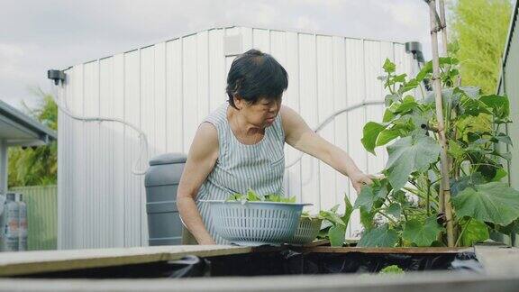 亚洲老年女性居家园艺自产绿色蔬菜可持续的生活方式积极的老年退休理念