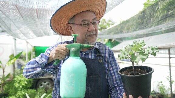 本土生产肖像长者园丁喷洒水在有机蔬菜植物在后院高级农民在社区花园收割新鲜作物