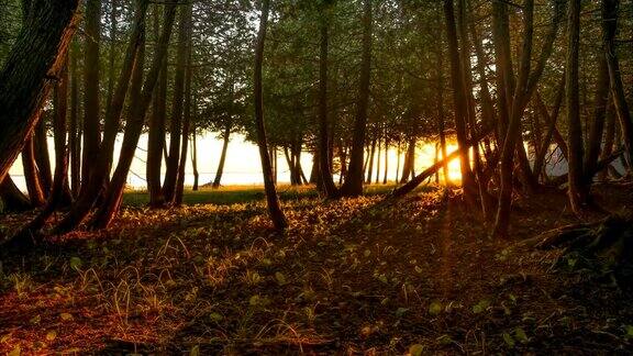 日落时间从森林里流逝