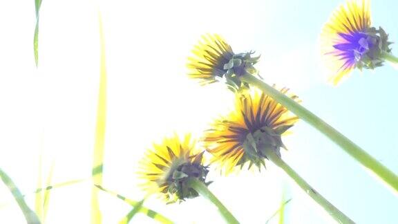 天空透过草地蒲公英夏天躺在草地上