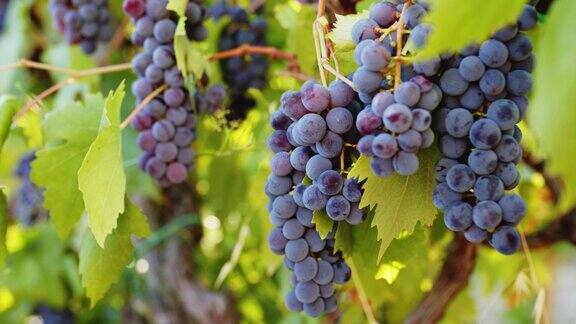 意大利葡萄园收割时的红酒葡萄