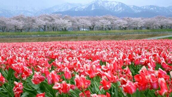 美丽的郁金香田樱花树和雪山背景