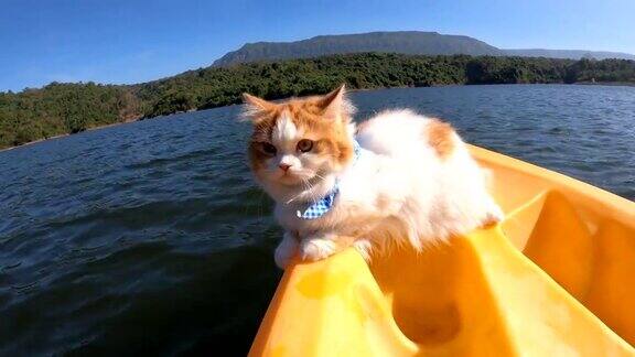 猫咪在夏天的皮艇上放松