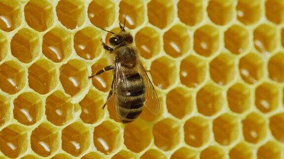 工蜂处理花粉并将蜂蜜泵入蜂房养蜂场意大利蜜蜂的生命蜂蜜、养蜂、蜂房、昆虫