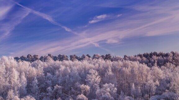 天空下结霜的树
