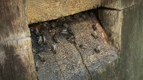 蜂房入口处的蜂群