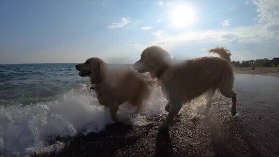 快乐的金毛猎犬在海里游泳