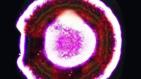 通过显微镜看到的突变的红色细菌细胞医学研究背景