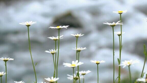 河边长满雏菊的草地