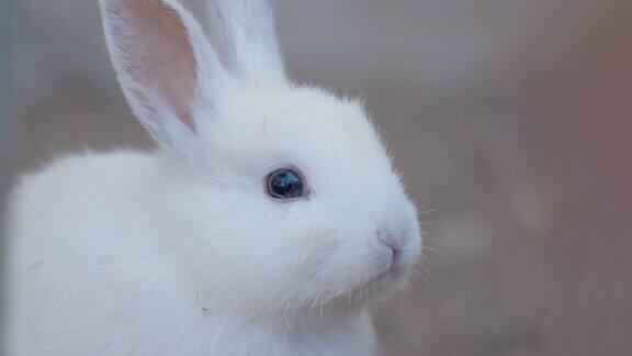 兔子在农场里平静地休息的特写镜头