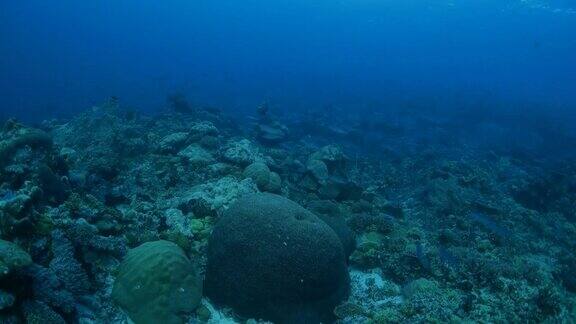 石斑鱼海底珊瑚礁