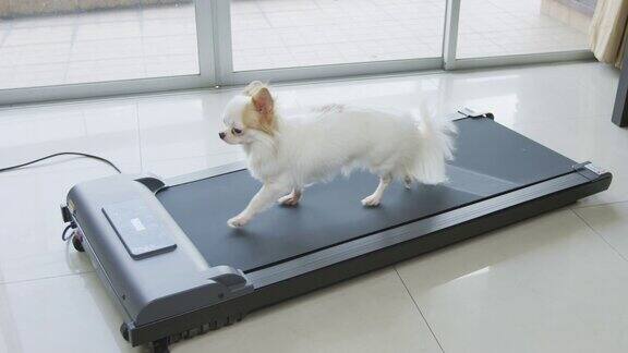 可爱的吉娃娃狗正在跑步机上锻炼